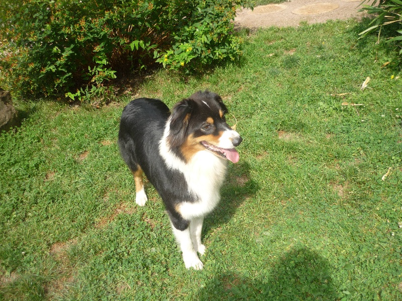 Publication : du Domaine de Naugigoutte Auteur : sc