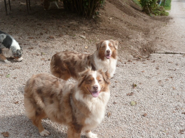 Publication : du Domaine de Naugigoutte Auteur : SV