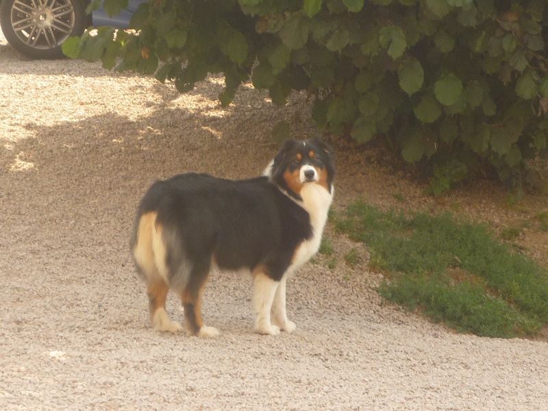 Publication : du Domaine de Naugigoutte Auteur : sc