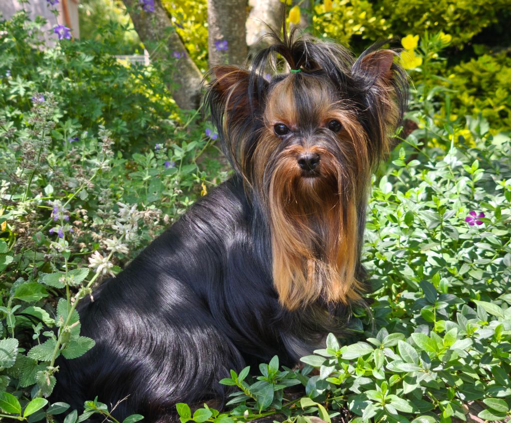 Virgile de teenangel (Sans Affixe)