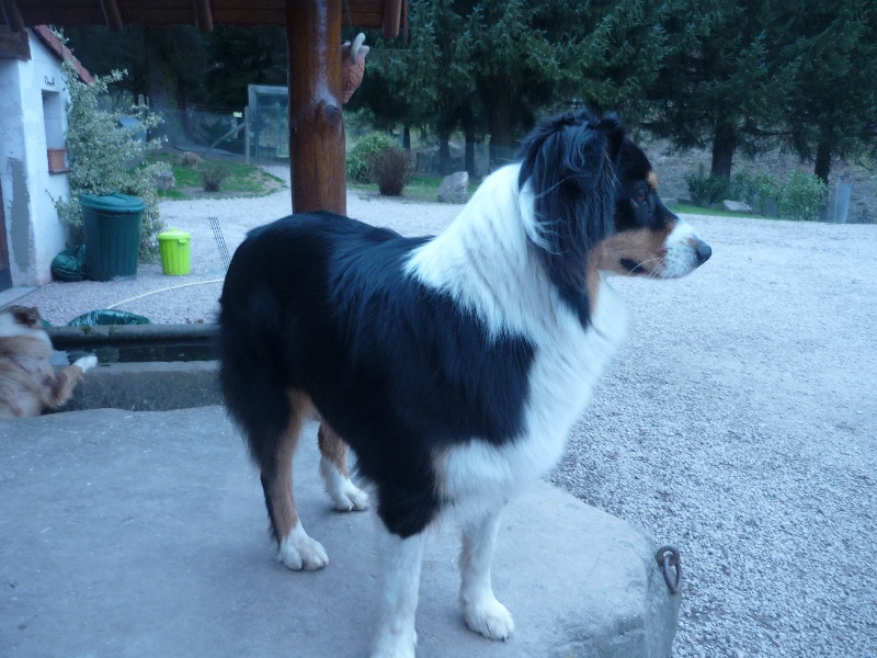 Publication : du Domaine de Naugigoutte Auteur : sc