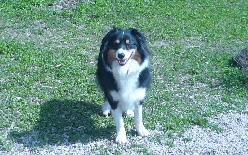 Publication : du Domaine de Naugigoutte Auteur : sc