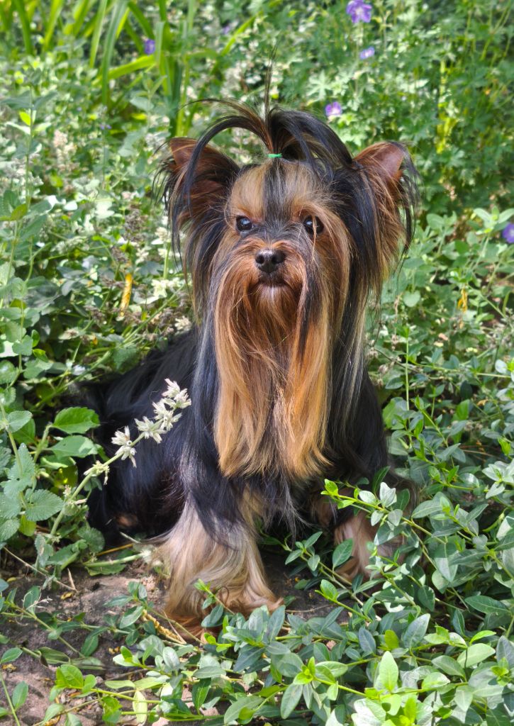 Virgile de teenangel (Sans Affixe)