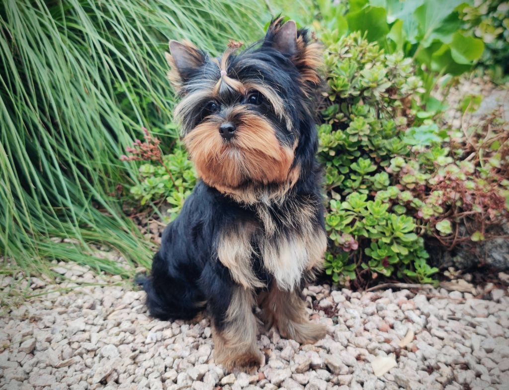 Virgile de teenangel (Sans Affixe)