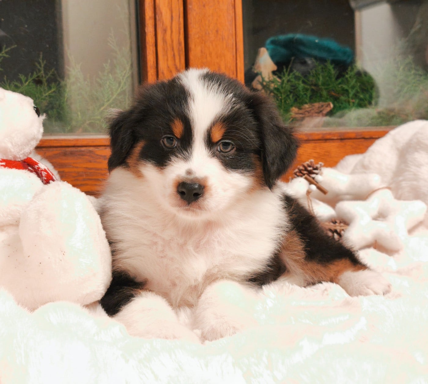 Fille Noire tricolore