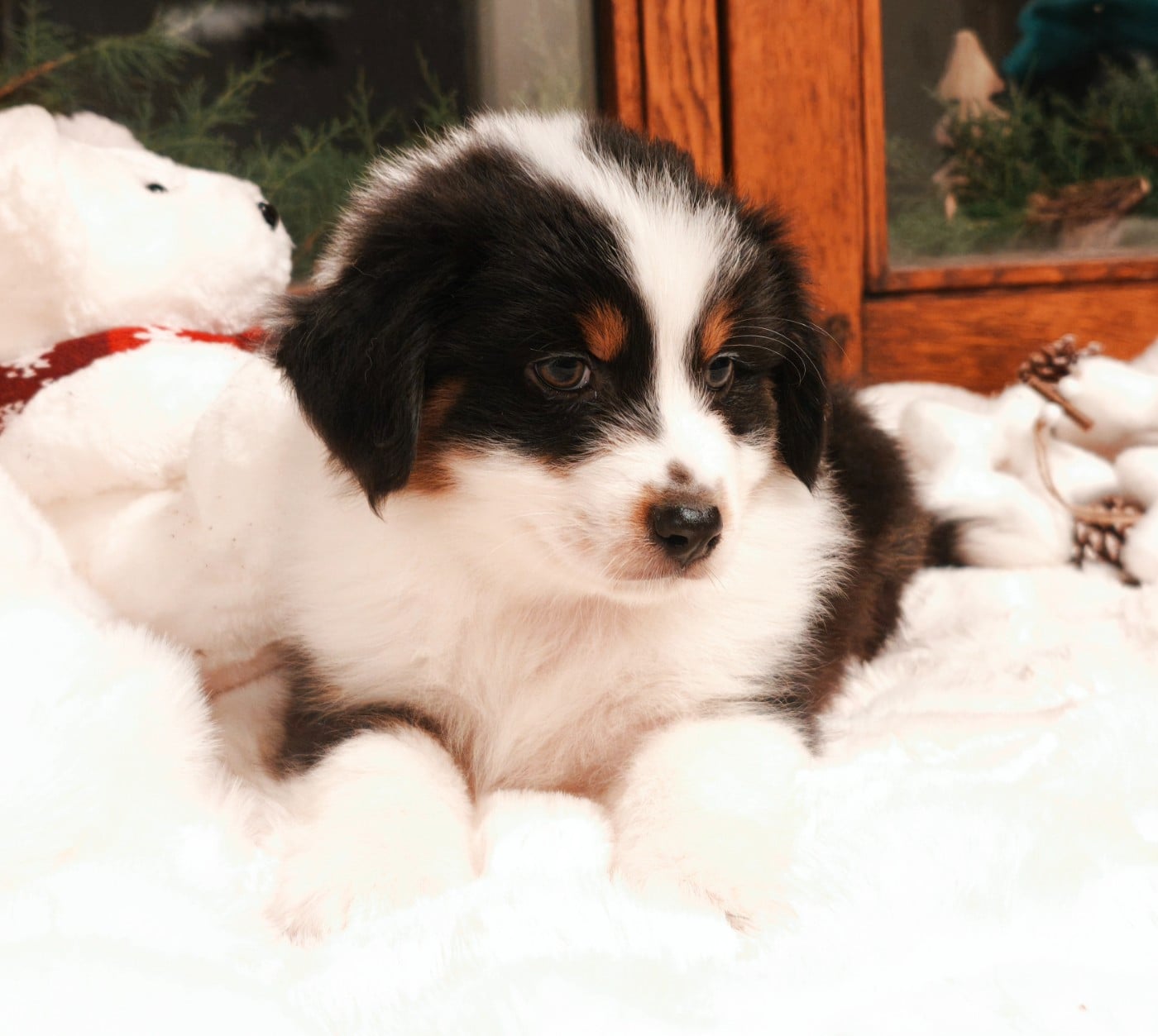 Fille Noire tricolore