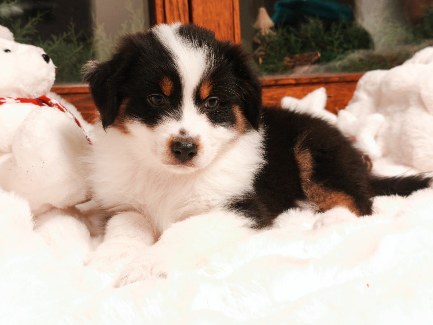 Fille Noire tricolore