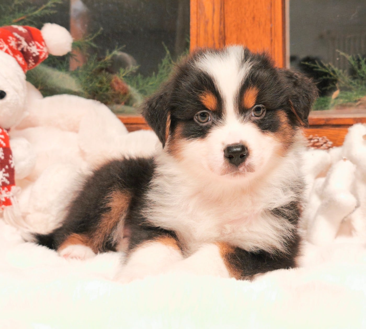 Garçon Noir Tricolore