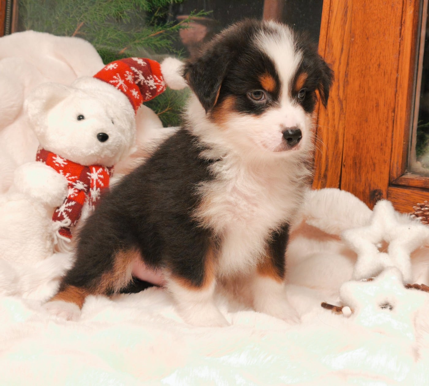 Garçon Noir Tricolore