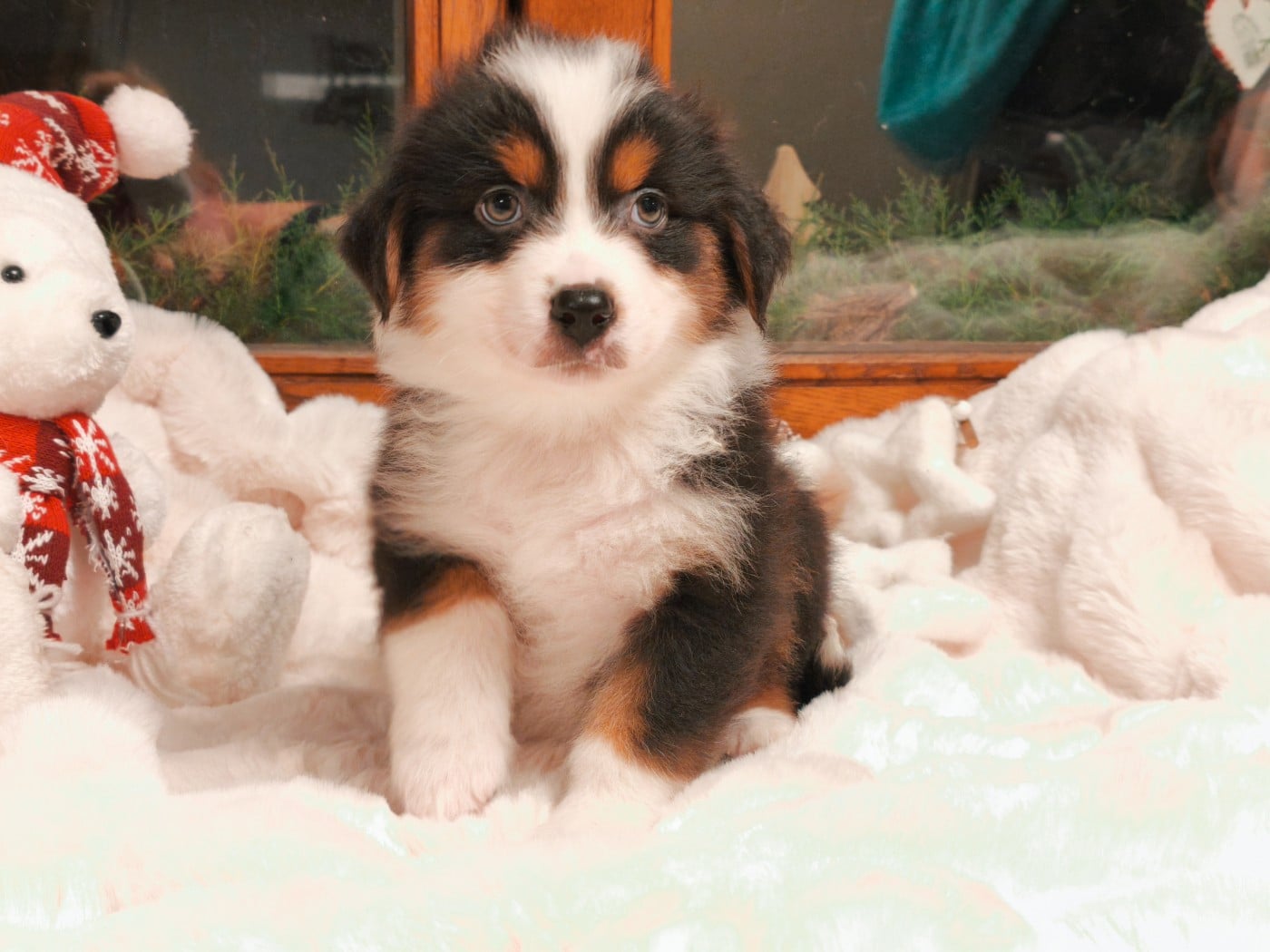 Garçon Noir Tricolore