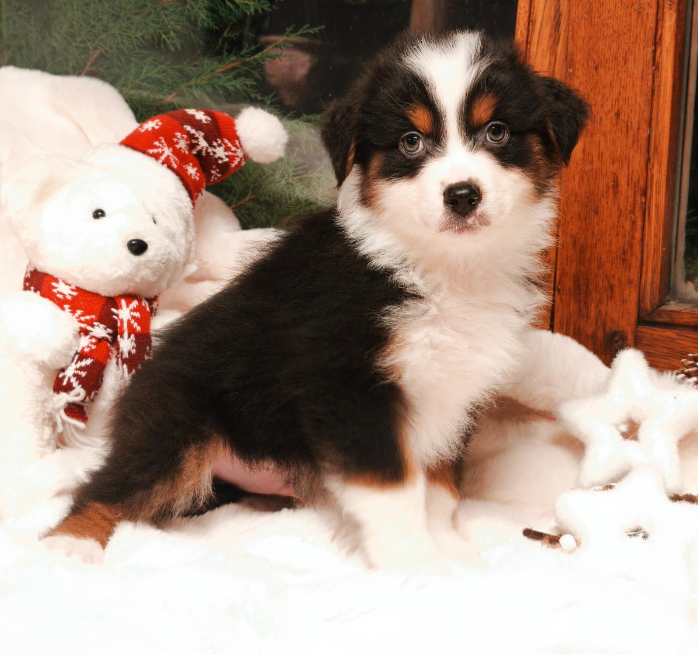 Garçon Noir Tricolore