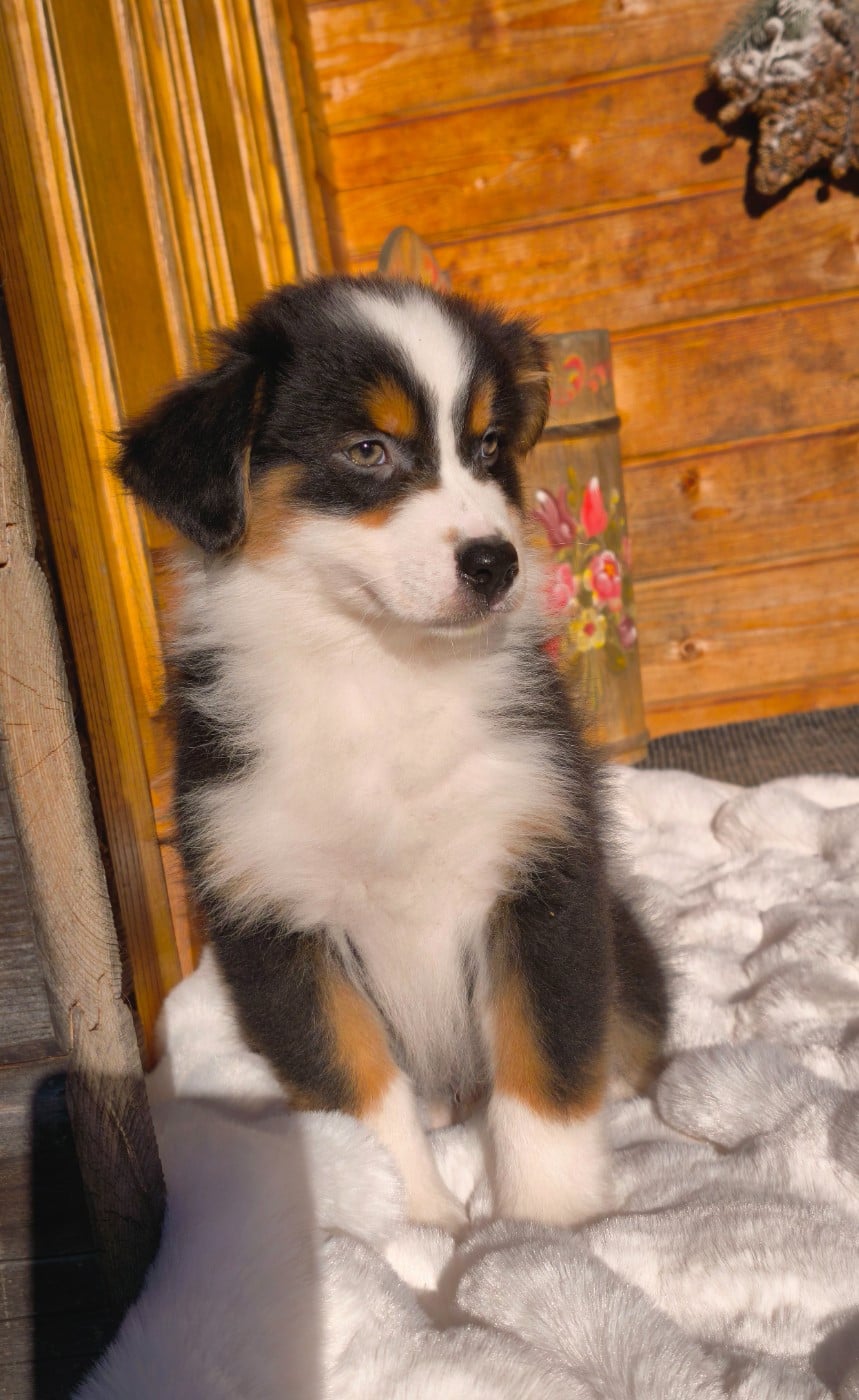 Chiot Berger Australien - Garçon Noir Tricolore du Domaine de Naugigoutte, image size:859x1400