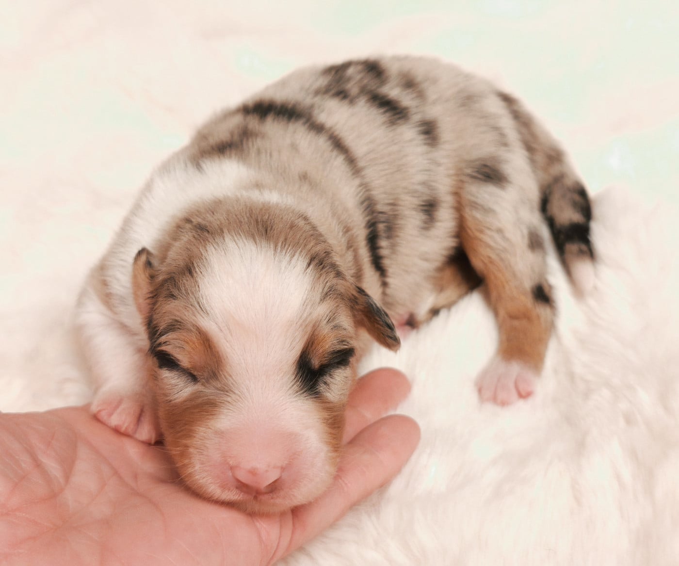 Garçon Bleu merle - Berger Australien