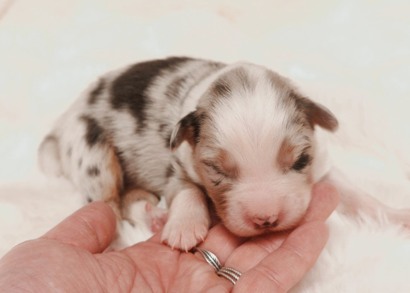 Garçon Bleu merle - Berger Australien