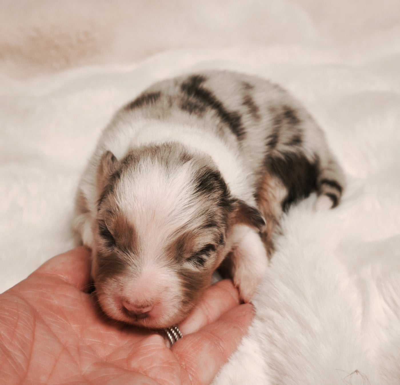 Garçon Bleu merle - Berger Australien