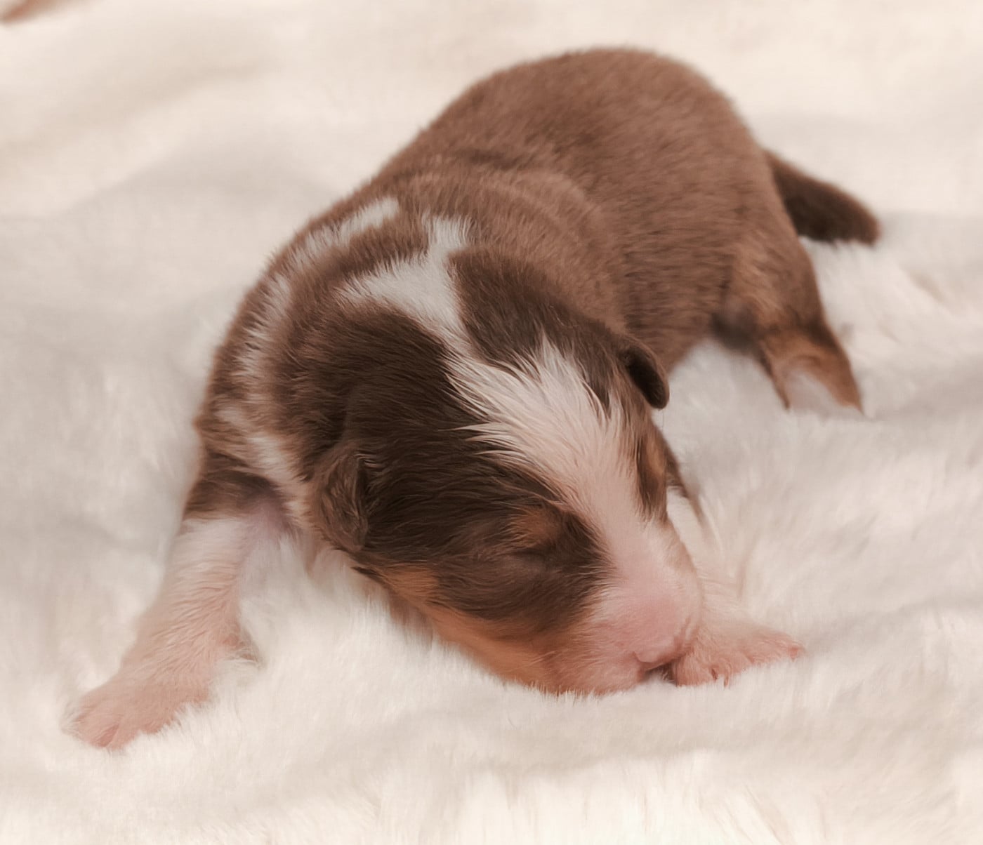 Fille rouge tricolore - Berger Australien