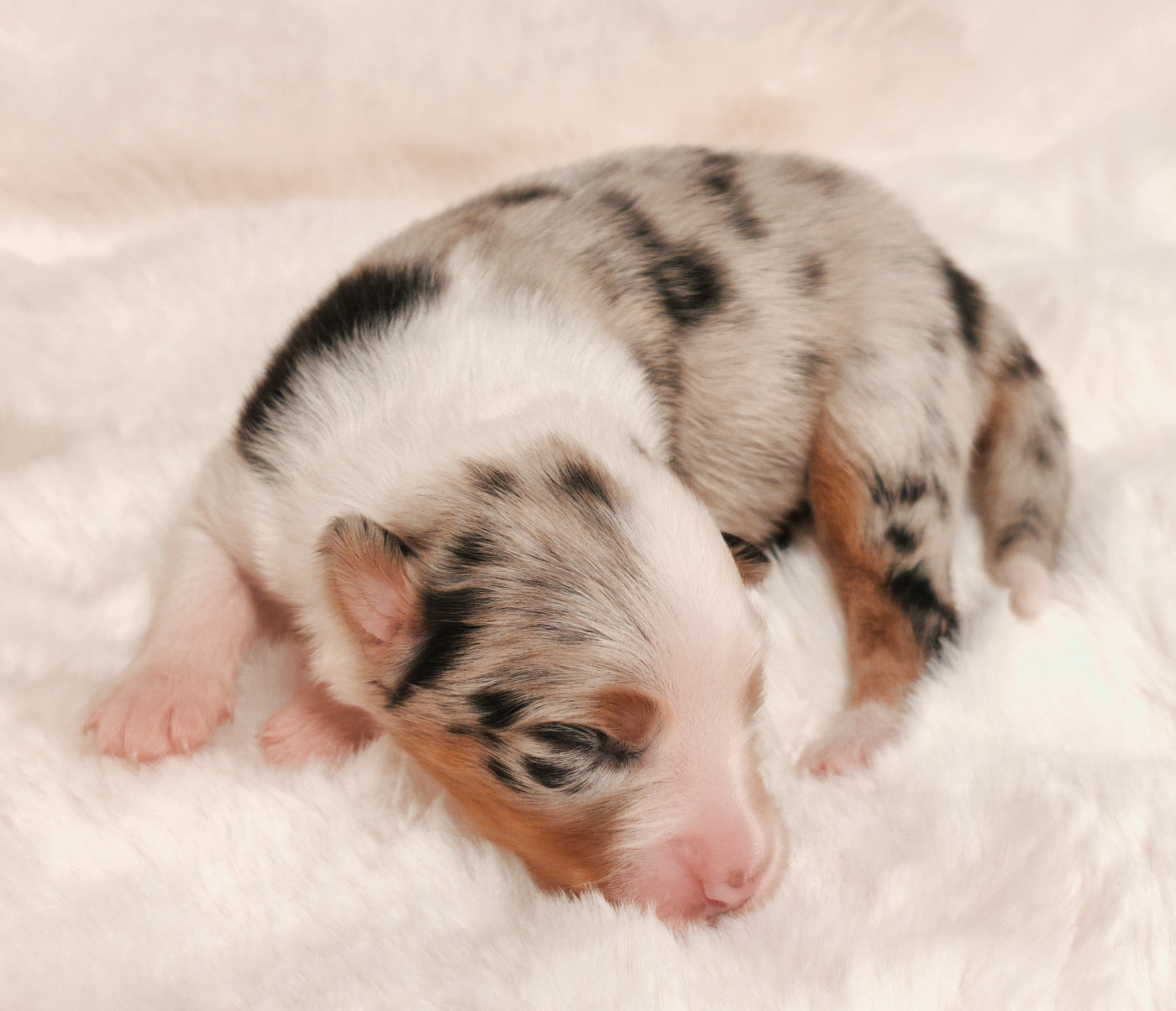 Fille bleue merle - Berger Australien