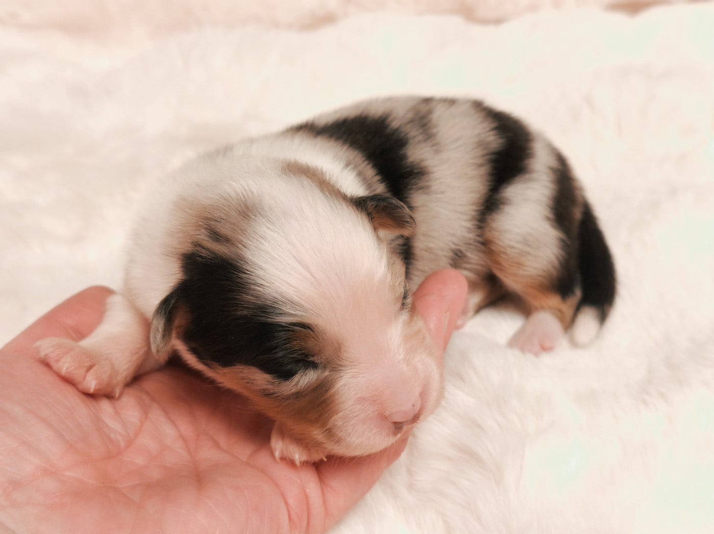 Fille bleue merle - Berger Australien