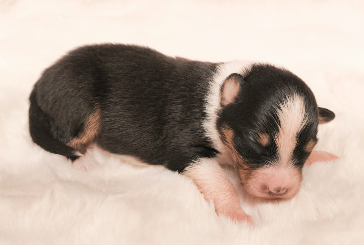 Fille noire tricolore - Berger Australien