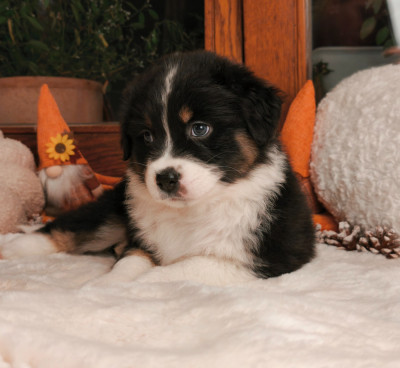 Les chiots de Berger Australien