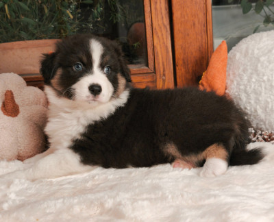 Les chiots de Berger Australien