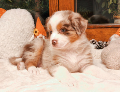 Les chiots de Berger Australien