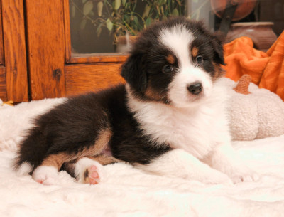 Les chiots de Berger Australien