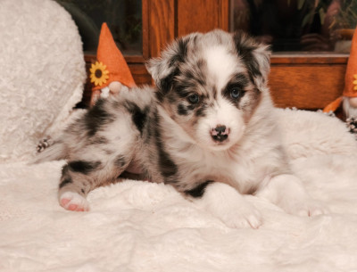 Les chiots de Berger Australien