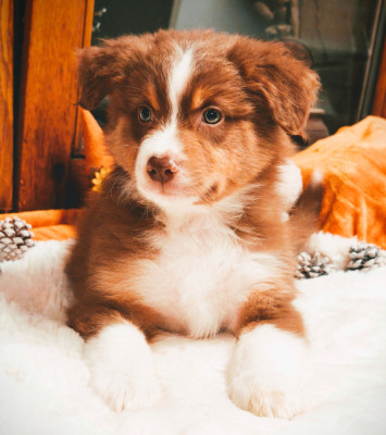 Les chiots de Berger Australien