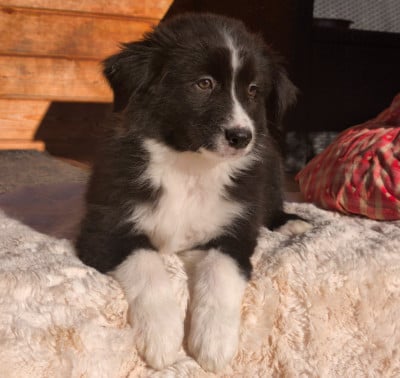 Les chiots de Berger Australien