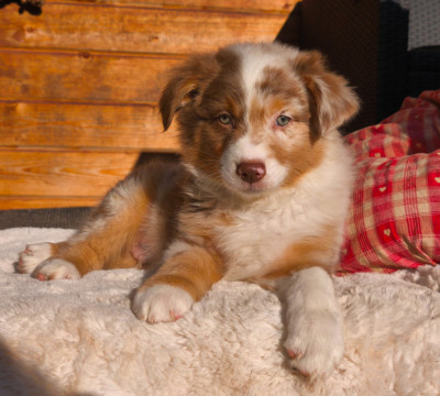 Les chiots de Berger Australien