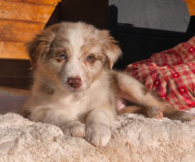 Les chiots de Berger Australien