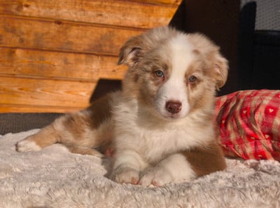 Les chiots de Berger Australien