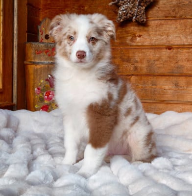 Les chiots de Berger Australien