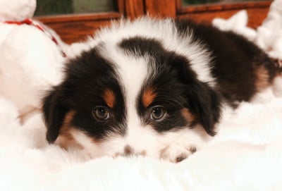 Les chiots de Berger Australien
