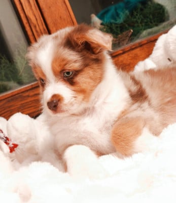 Les chiots de Berger Australien