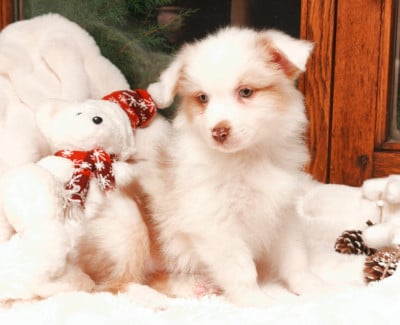 Les chiots de Berger Australien