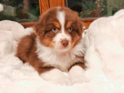 Les chiots de Berger Australien