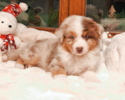 Les chiots de Berger Australien