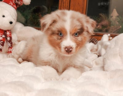 Les chiots de Berger Australien