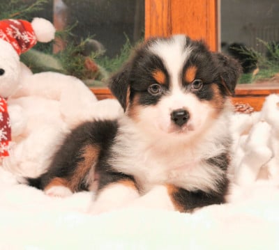 Les chiots de Berger Australien