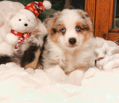 Les chiots de Berger Australien