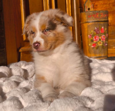 Les chiots de Berger Australien