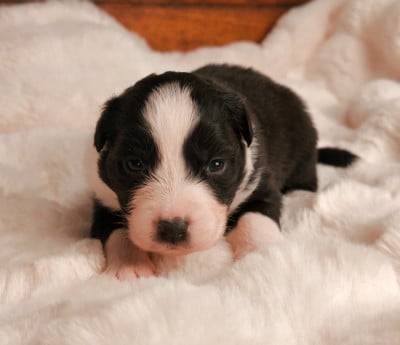 Les chiots de Berger Australien