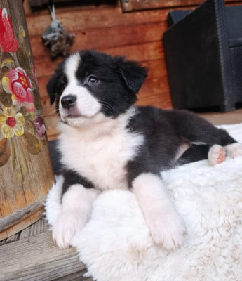 Les chiots de Berger Australien