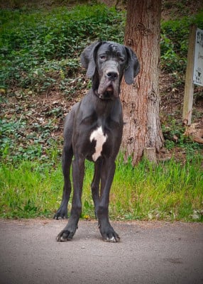 Les chiots de Dogue allemand