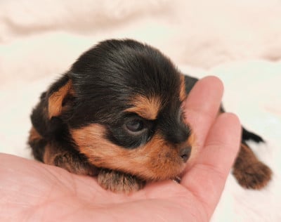 Les chiots de Yorkshire Terrier
