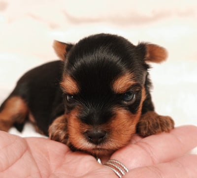 Les chiots de Yorkshire Terrier