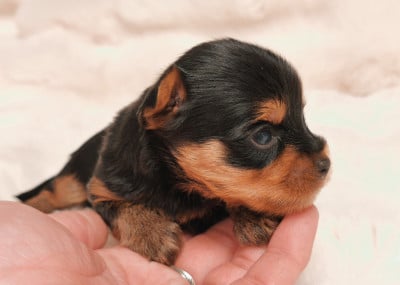 Les chiots de Yorkshire Terrier