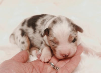 Les chiots de Berger Australien